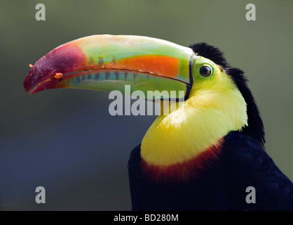 Regenbogen in Rechnung gestellt Toucan (Ramphastos Sulfuratus) mit Grub im Schnabel Stockfoto