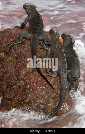 Meerechsen (Amblyrhynchus Cristatus) ruht auf Eisen reichen rock Rabida Insel Galapagos Pazifik Südamerika Mai Stockfoto