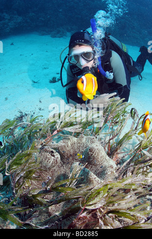 Begegnung mit einer roten Meer Clownfische beim Tauchen am Hausriff Dolphin im Roten Meer in der Nähe von Marsa Alam in Ägypten Stockfoto