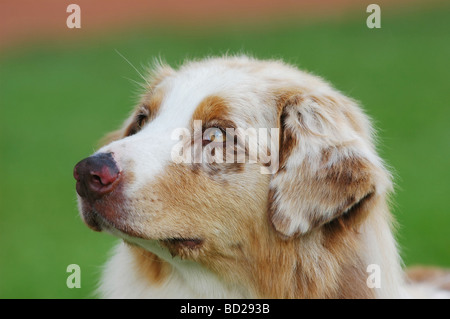 Australian Shepherd (Aussie) Hund portrait Stockfoto