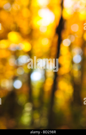 Grünen natürlichen Hintergrund der Fokus Herbstwald oder bokeh Stockfoto