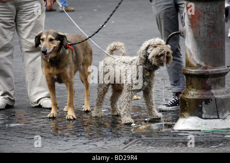 Durst Hund trinken am Brunnen in Rom Italien Stockfoto