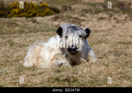 Kalb auf Bodmin moor Cornwall von öffentlichen Fußweg genommen Stockfoto