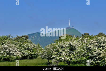 Landschaft mit Weißdorn und Puy de Dôme Berg Stockfoto