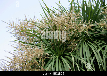 Kohlpalme, Cordyline australis, Asparagaceae alias Kohlbaum, Cabbagetree, Brunnen oder Riesendracaena. Neuseeland Stockfoto