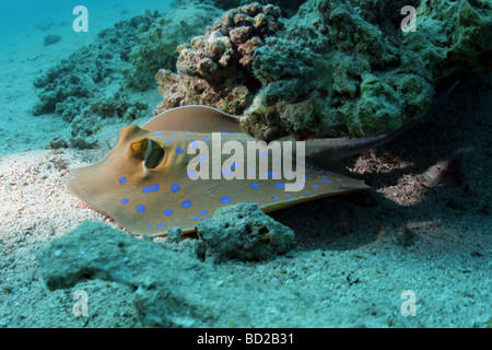 Begegnung mit einem blau getupft Ray beim Tauchen am Hausriff Dolphin im Roten Meer in der Nähe von Marsa Alam in Ägypten Stockfoto