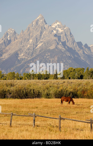 Pferde und Teton Mountain Range Grand Teton Nationalpark Wyoming USA Stockfoto