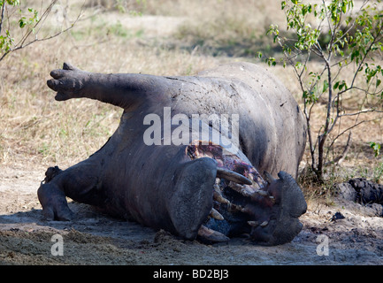 Toten Nilpferd, die in einem Kampf mit einem anderen Nilpferd getötet worden, und die wurde von einem Rudel Löwen in Botswana gefressen Stockfoto