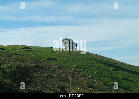 Lone tree das Rif-Gebirge Marokko Stockfoto