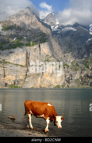 Kuh am Ufer des Oeschinensees See mit Montage moderner Berner Oberland-Alpen-Schweiz Stockfoto