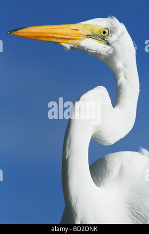 Der Silberreiher (Ardea Alba), auch bekannt als der Silberreiher oder gemeinsame Reiher oder große weiße Reiher Stockfoto