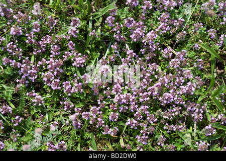 Origanum Vulgare Majoran Stockfoto