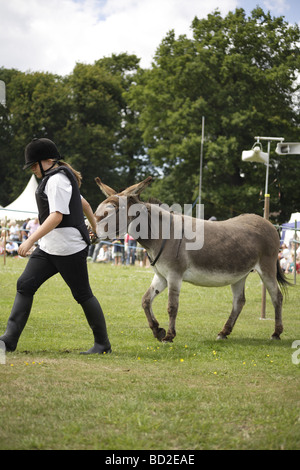 Esel-Derby, Englisch alten traditionellen Sommer-Praxis von kleinen Städten und Dörfern rund um Großbritannien stammt aus 100 Jahren Stockfoto