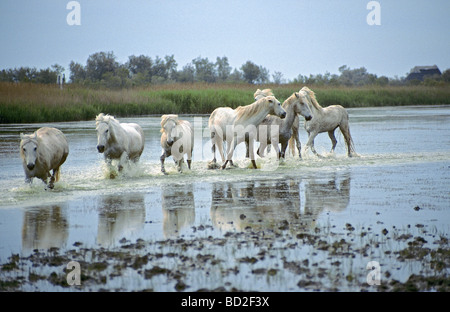 Camargue-Pferde - laufen im Wasser Stockfoto