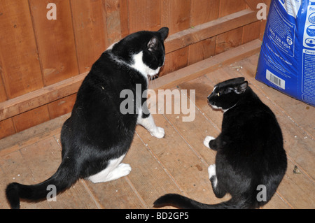 zwei Katzen spielen kämpfen Stockfoto