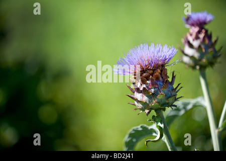 Cynara Scolymus Artischocke Stockfoto