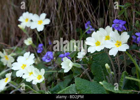 Primeln Primula Vulgaris mit Hund Veilchen Frühling cornwall Stockfoto