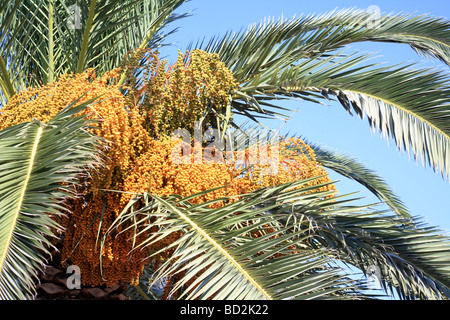 Ein Kreter palm mit einem schweren Ernte stammt. Stockfoto