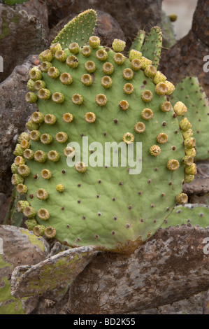 Galapagos-Feigenkaktus (Opuntia Galapageia var. Profusa) Pads mit Obst kann Rabida Insel Galapagos Pazifik Südamerika Stockfoto