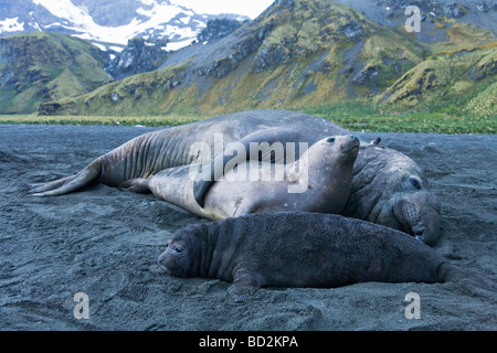 Südlichen See-Elefanten Mirounga Leonina Pup Beachmaster männlich Paarung Gold Hafen Hafen Südgeorgien antarktischen Antarktis Stockfoto