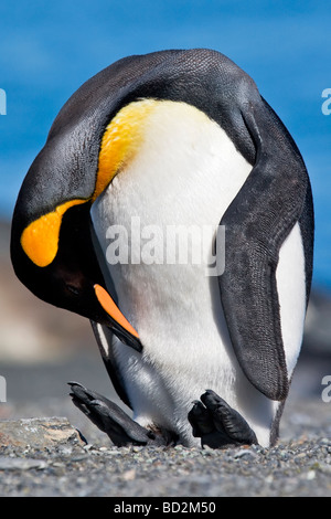 Königspinguin, Gold Harbour, Südgeorgien, Antarktis Stockfoto