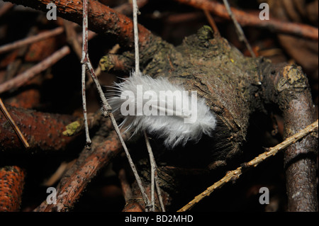 Feder in Nadeln Wald Stockfoto