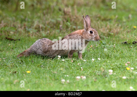 Junge Kaninchen - Oryctolagus cuniculus Stockfoto