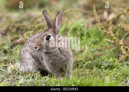 Junge wilde Kaninchen - Oryctolagus cuniculus Stockfoto