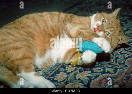 Ingwer-Katze mit einem Spielzeug spielen