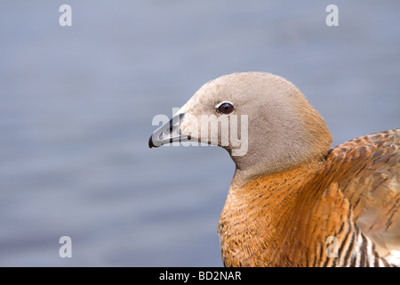 Unter der Leitung von Ashy Gans, Chloephaga poliocephala Stockfoto