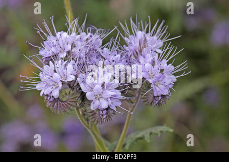 Lacy Phacelia (Phacelia Tanacetifolia), Blumen Stockfoto