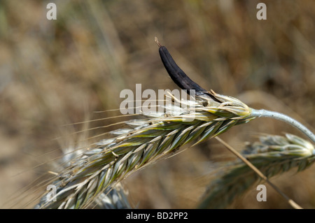 Mutterkorn, spornte Rye (Claviceps Purpurea). Mutterkorn-Kernel (Sklerotium) auf Roggen Stockfoto