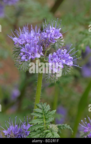 Lacy Phacelia (Phacelia Tanacetifolia), blühende Stamm Stockfoto