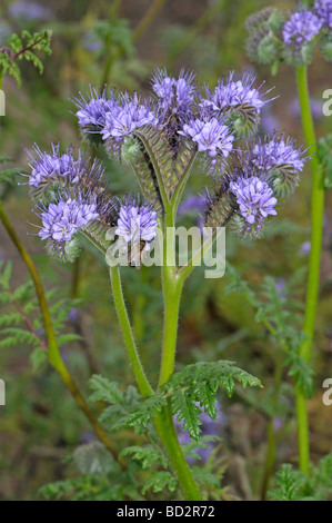 Lacy Phacelia (Phacelia Tanacetifolia), blühende Stamm Stockfoto