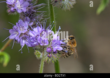 Lacy Phacelia (Phacelia Tanacetifolia), Blumen mit Honey Bee Stockfoto