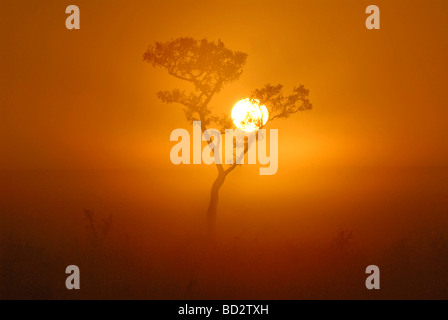 Nebligen Sonnenaufgang, Baum im Vordergrund, goldenen Farben, Kruger Park, Südafrika, Winter. Dieses Wetter tritt in der Regel nur im winter Stockfoto