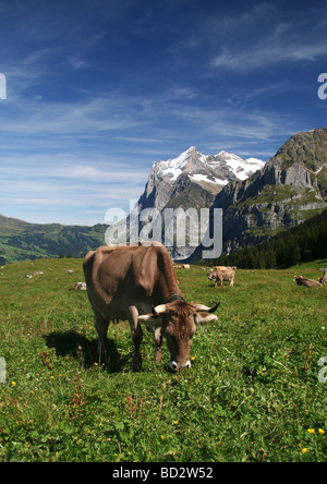 Schweizer Alm Stockfoto