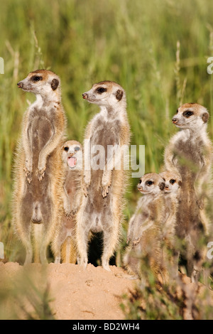 Erdmännchen mit jungen Suricata Suricatta Kalahari Meerkat Projekt Van Zylsrus Northern Cape in Südafrika Stockfoto