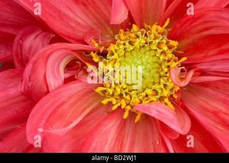 Dahlie Blüte hautnah. Stockfoto