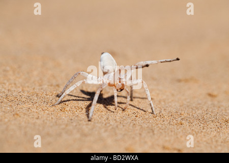 Tanz der weißen Frau Spinne Leucorchestris Interpretation Stockfoto