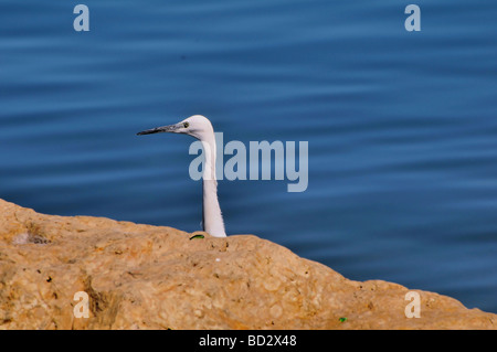 Leiter einer kleinen Reiher Egretta garzetta Stockfoto