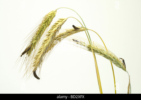 Mutterkorn, spornte Rye (Claviceps Purpurea). Mutterkorn Kerne (Sklerotium) auf Roggen Ohren Stockfoto