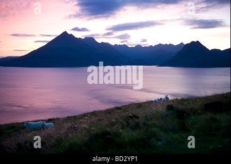 Grasender Schafe sind von der untergehenden Sonne auf den Elgol Halbinsel Isle Of Skye Inneren Hebriden mit Blick auf Loch Scavaig beleuchtet. Stockfoto