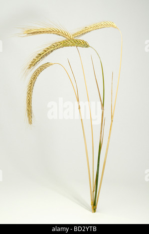 Roggen (Secale Cereale), ergibt drei mit reif Ohren, Studio Bild Stockfoto