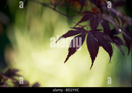 Acer palmatum "Burgundy Lace". Japanischer Ahorn Baum Blätter Stockfoto