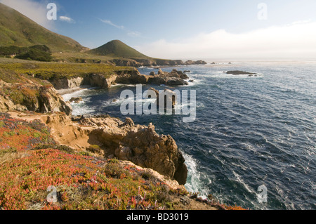 Wildblumen entlang der felsigen Klippen an der Küste von Big Sur in Kalifornien Stockfoto