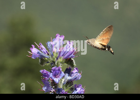 Kolibri Hawk-Moth Macroglossum Stellatarum Fütterung auf Viper Bugloss Echium vulgare Stockfoto