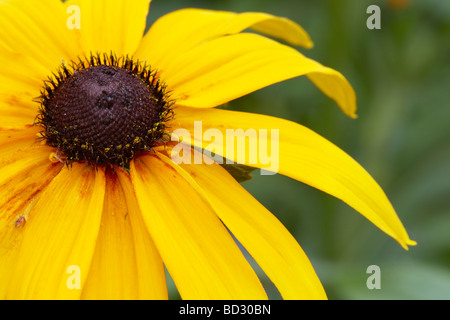 Rudbeckia Blumen hautnah. Stockfoto