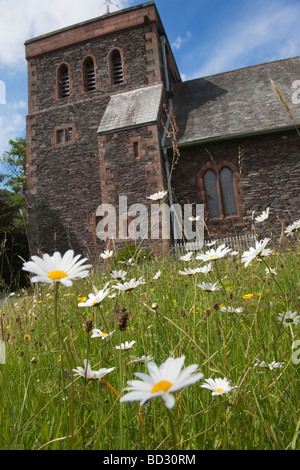 Oxeye Margeriten Chrysanthemum Leucanthemum wachsen wilde Watermillock Kirche Ullswater Cumbria UK Stockfoto