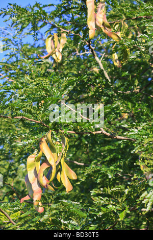 Honig Locust Tree (Gleditsia Triacanthos) mit Samenkapseln Stockfoto